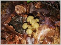 Grüngelbes Gallertkäppchen2